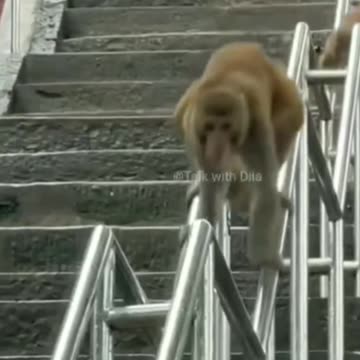 How is that monkey funny reality show