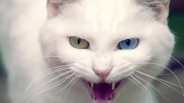 Angry Cat - Ringtone Mp3