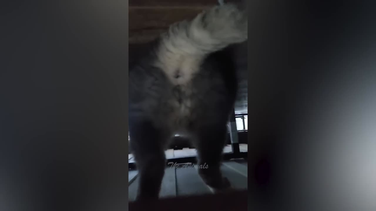 Best Funny Animal Videos Of The 2022 π€£ - Funniest Cats And Dogs Videos πΊπ (63)