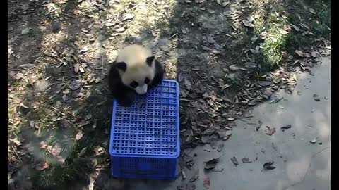 Panda daily