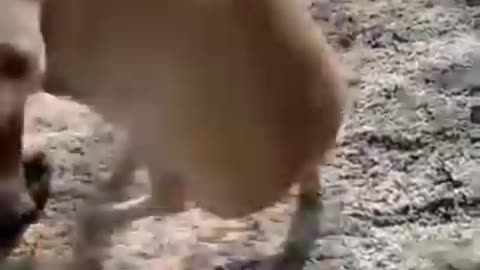Wait for end #shorts #viral