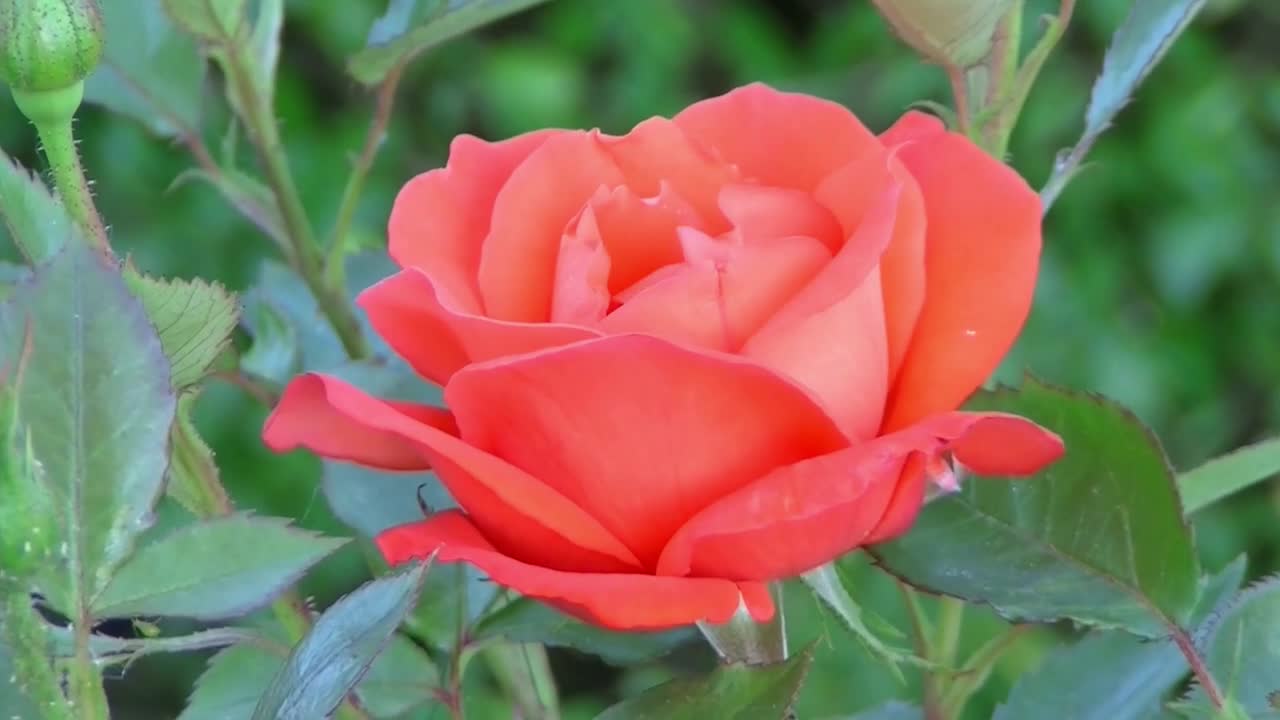 The beautiful rose flower.