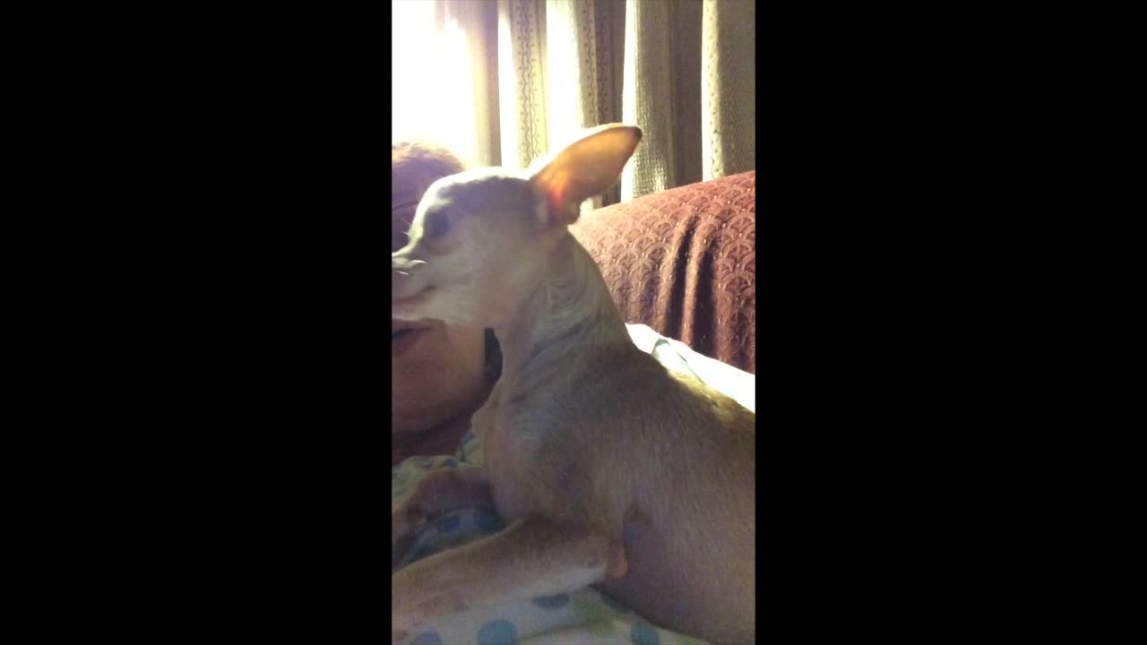 "Dan's Rest Stop" - Funny Memories #15 (Joyce And Bambi The Chihuahua)