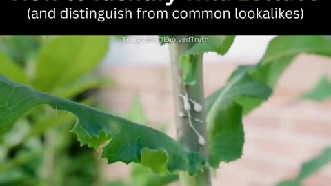 How to Identify Wild Lettuce (and distinguish from common lookalikes)