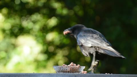 The crow is eating