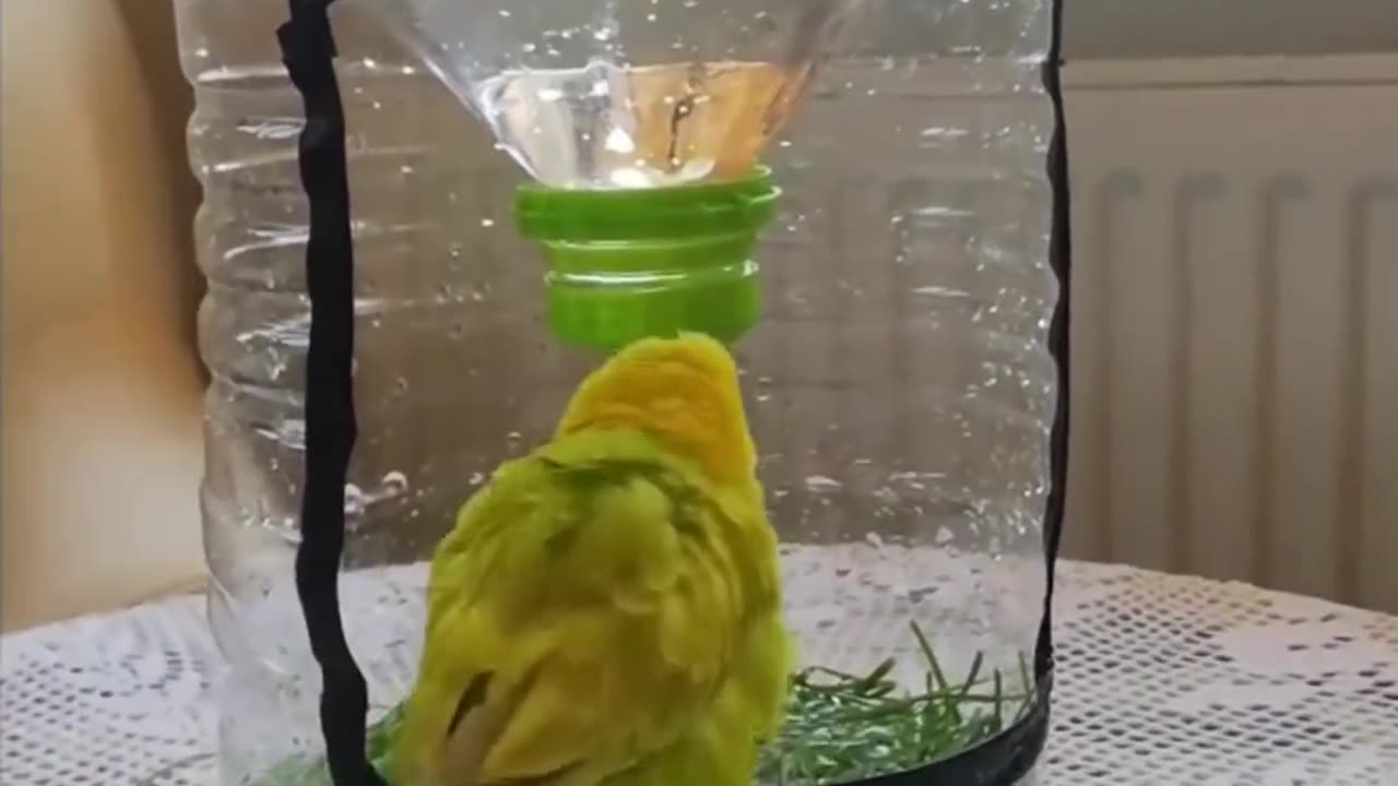 Bath for a bird made of a plastic bottle