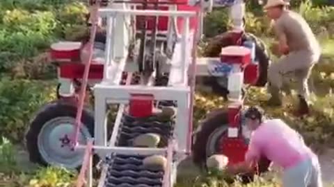 Folding Melon Harvester ##❗❗