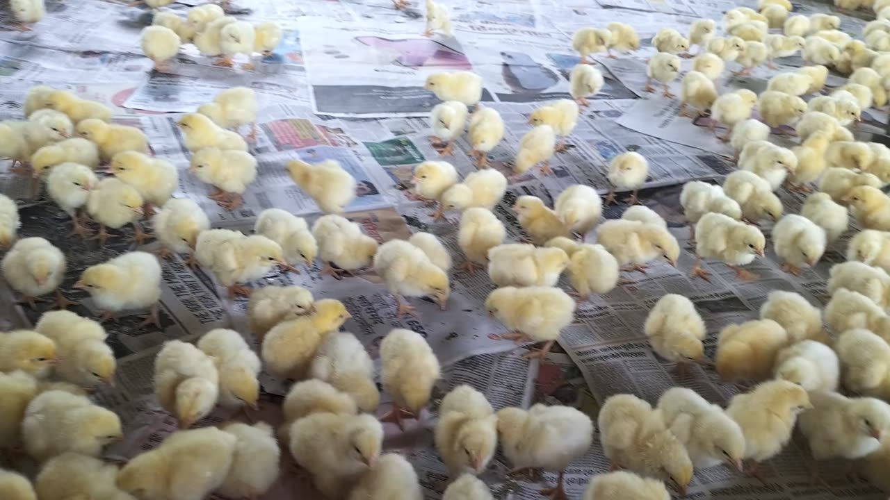 Poultry farming