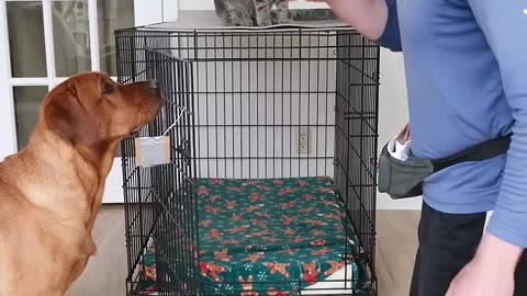 Cat Rescues Dog