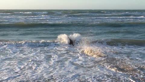 A stunning dog swims in the sea brilliantly