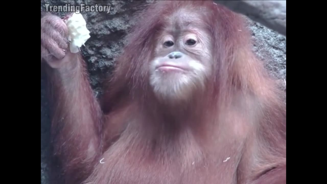 chimpanze funny eating