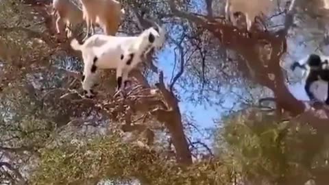 Goats tree