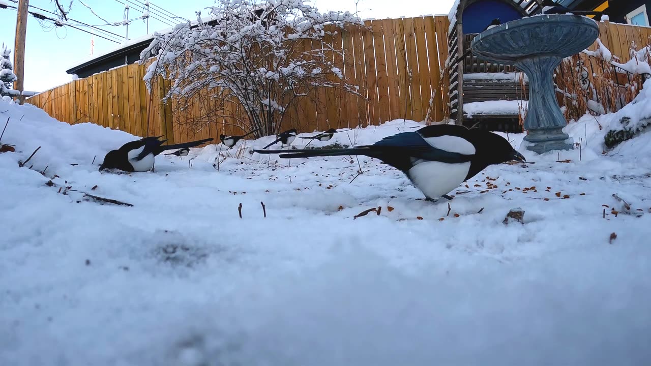 Magpies In Fast Motion