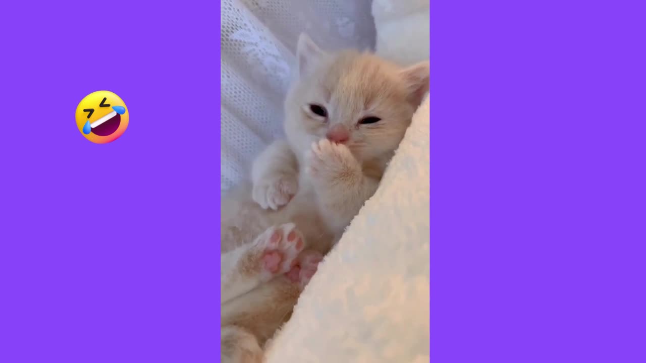 Funny Cats Videos