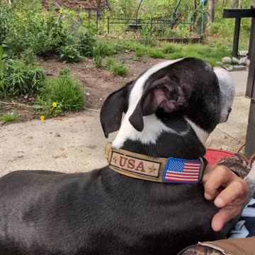 🐾 Watch Leskow Brandon Flaunt His New Collar! Cutest Lap Dog Ever! 🇺🇸 #letsgobrandon 🐶