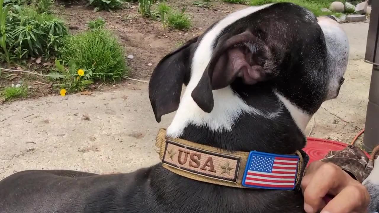 🐾 Watch Leskow Brandon Flaunt His New Collar! Cutest Lap Dog Ever! 🇺🇸 #letsgobrandon 🐶