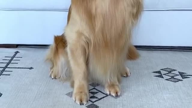 funny dog having his best time picking his son's name