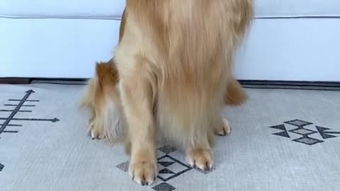 funny dog having his best time picking his son's name