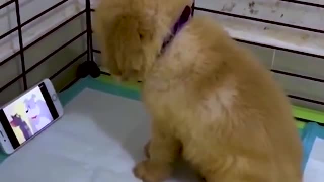 Funny moments dogs