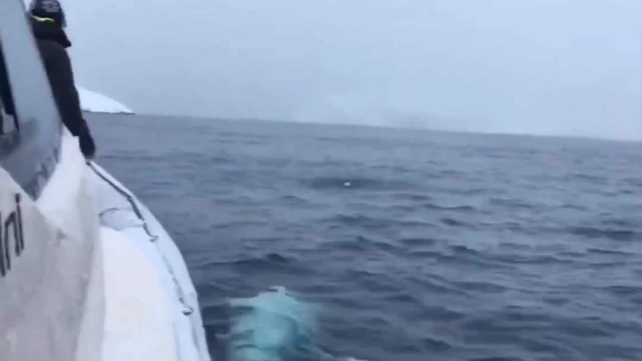 The whale is joyfully playing with rugby ball in the middle of the 🌊🌊😮