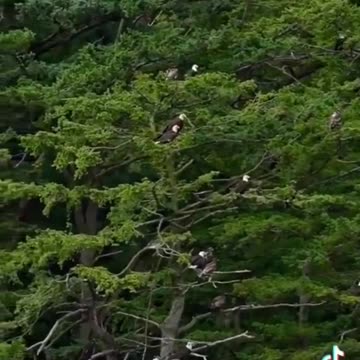 Where have all the Eagles gone???