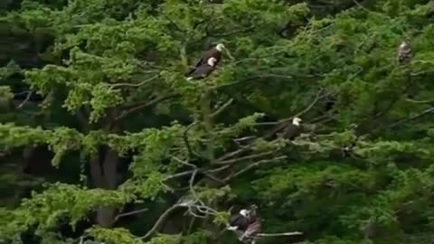 Where have all the Eagles gone???