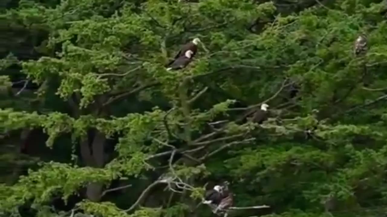 Where have all the Eagles gone???