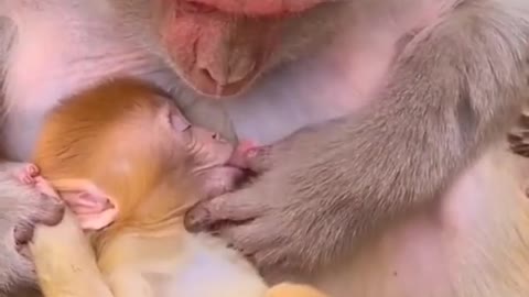 Funny Monkey Videos