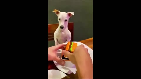 LOL with Funny Animals 😂 | Hilarious Cats & Dogs Compilation to Make You Smile! 🐱🐶