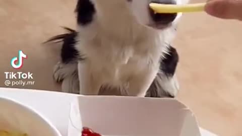 Funny Dog Eating Potato Video