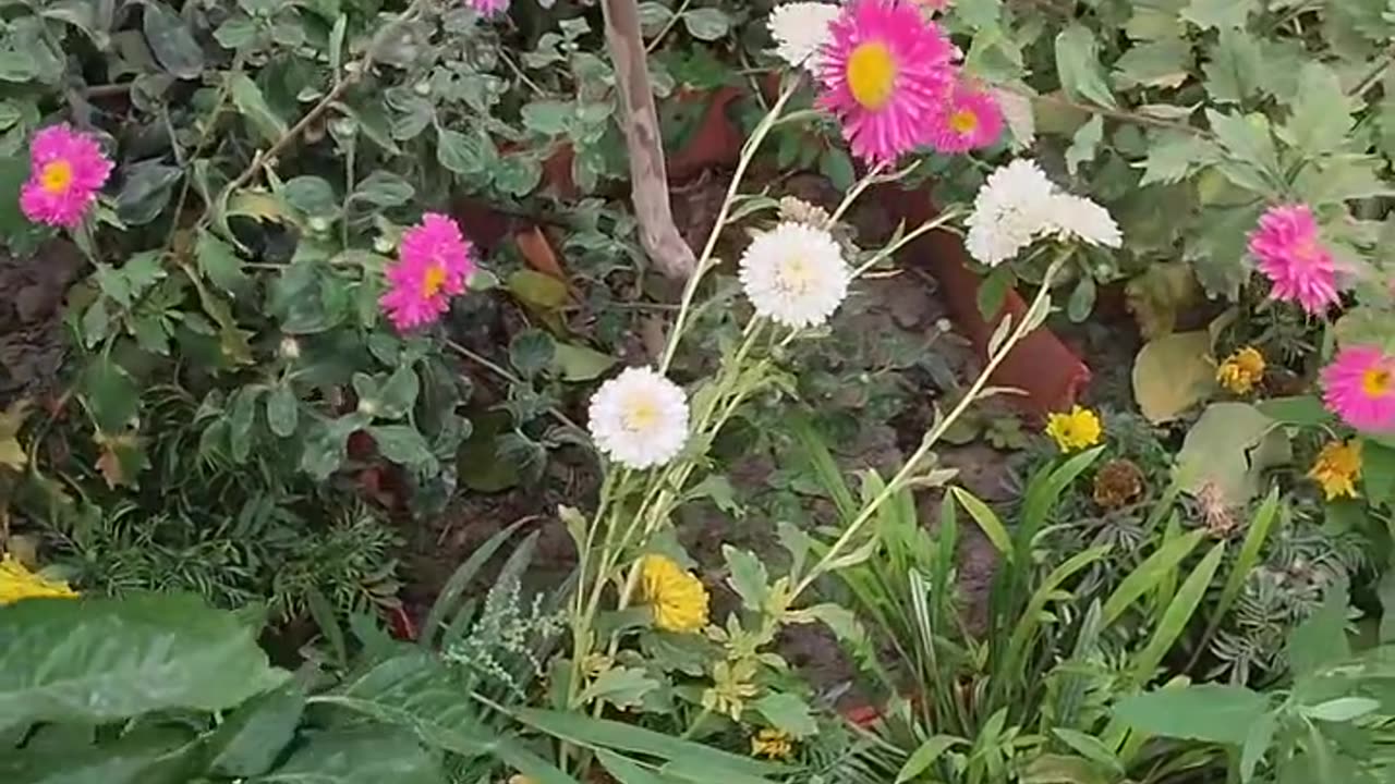 The beauty of nature