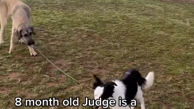 8 month old Judge is a master of loose leash walking