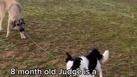 8 month old Judge is a master of loose leash walking