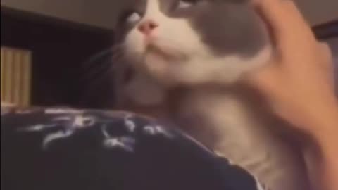Best Animal Videos Of The Month