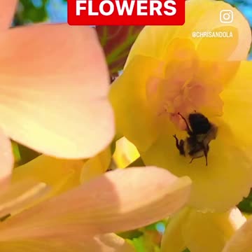 THE LITTLE POLLINATOR