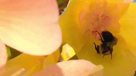 THE LITTLE POLLINATOR