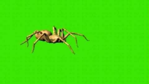 spider green screen green screen spider