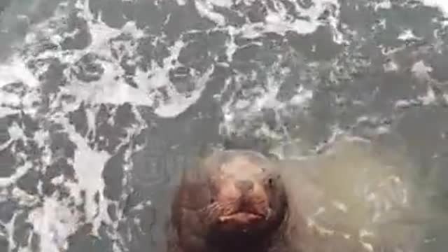 "Boryan, fly here!": Sea lion Borya became the best friend of Murmansk sailors