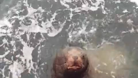 "Boryan, fly here!": Sea lion Borya became the best friend of Murmansk sailors