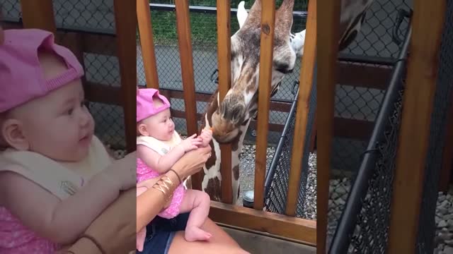 Animals trolling babies the zoo