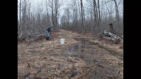 Planting 250 spruce trees 2023