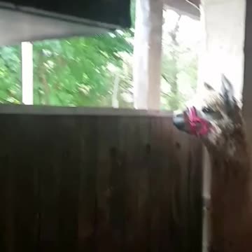 Alpaca spits on donkey