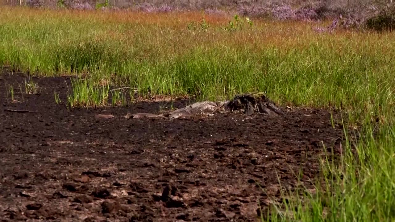 Satellite mapping helps restore UK peatlands