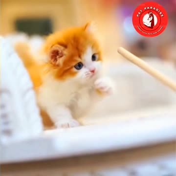 😻😹"Adorable Happy Kitten Having Fun"😹😻