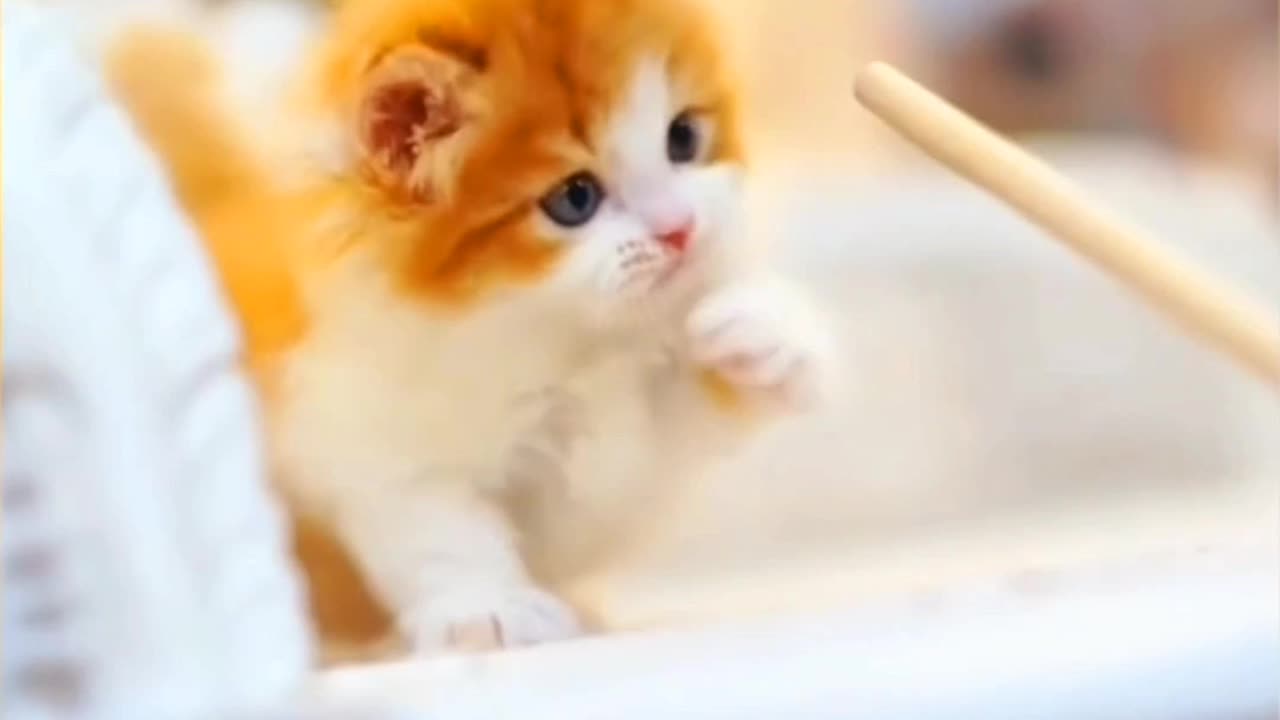 😻😹"Adorable Happy Kitten Having Fun"😹😻