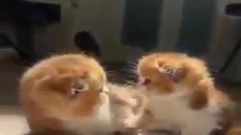 #cute #animals #funny #animal #videos #funnyanimalslife #club #cats #dogs #shorts (360p) (2)