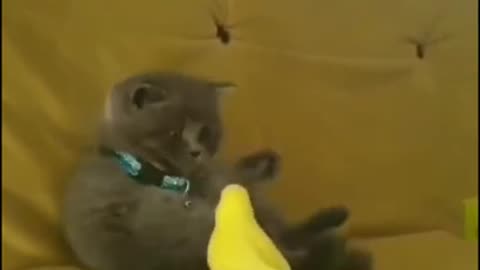 Little cat's love with parrot #shorts #viral #shortsvideo #video