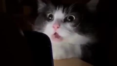 Cute funny cat 🤣🤣🤣🤣