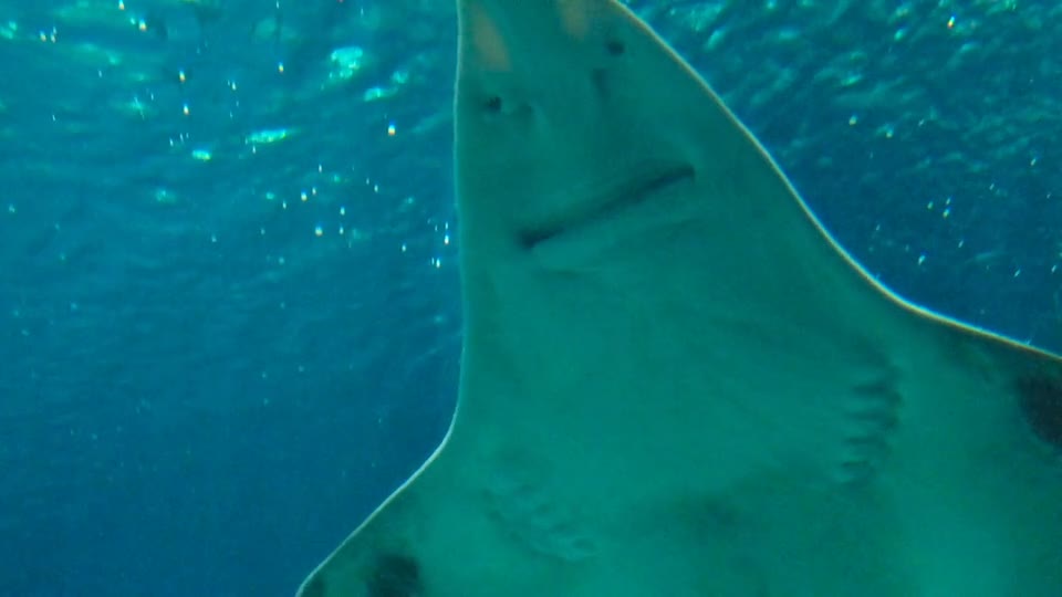 Watch this cute animal in the water