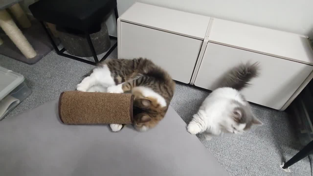 Bite sleeve are you serious, hooman